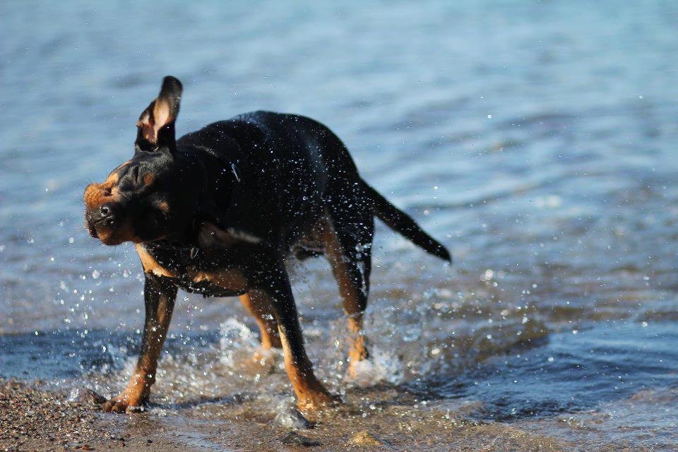 Strandurlaub_mit_Hund