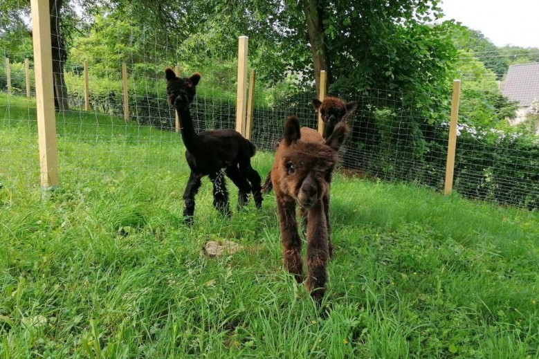 Casa de Alpaca