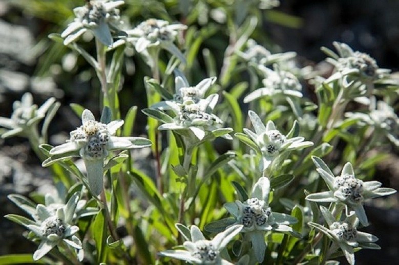 Edelweiss