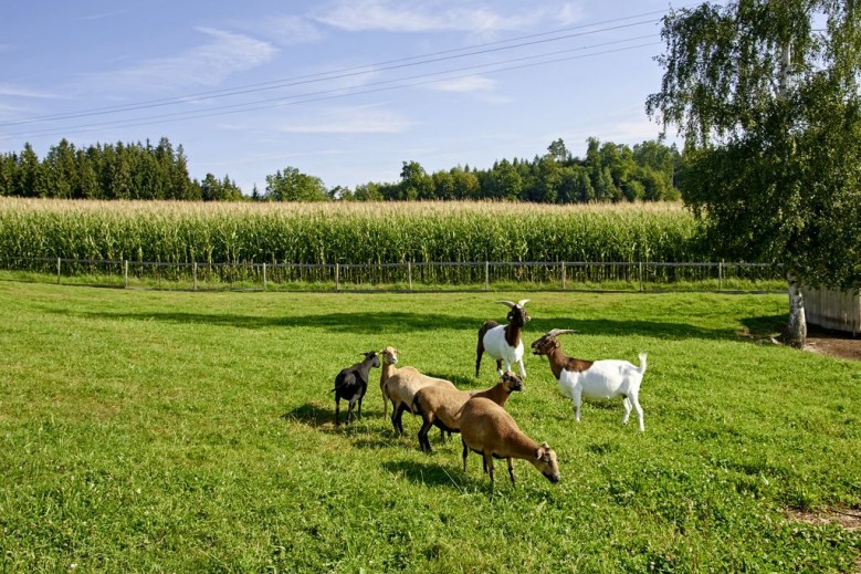 Ferienhof Dirnberg