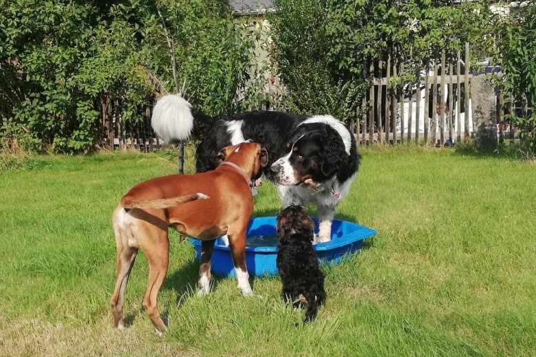 Ferienhof Höhensonne - Urlaub mit Hund