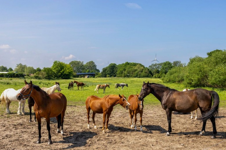 Ferienwohnung FLORI´S PONYHOF OFC 31