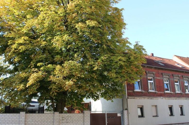 Ferienwohnung Hütchen