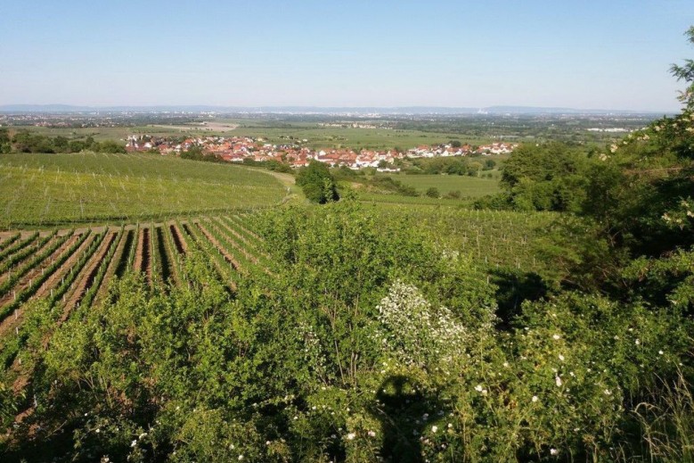 Ferienwohnung Lingenfelder