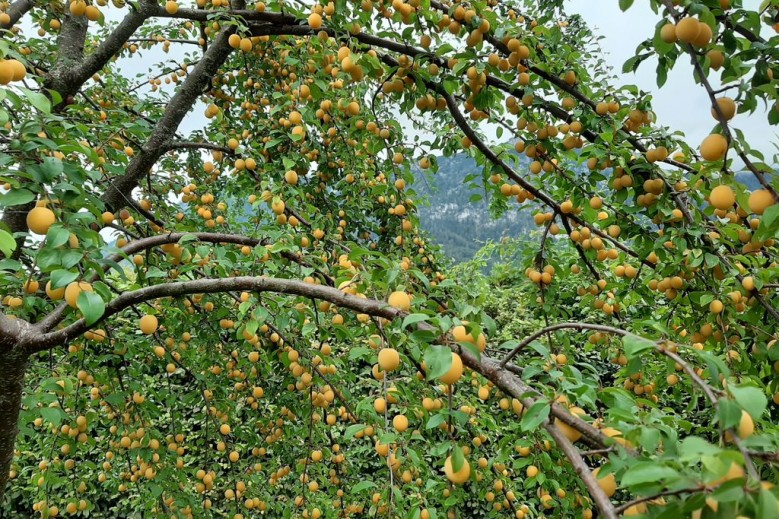 Ferienwohnungen im Griachalgarten - Chiemgau Karte