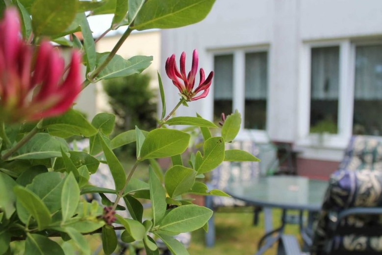 M9 Ferienwohnung mit Balkon am Waldrand im Ostseel