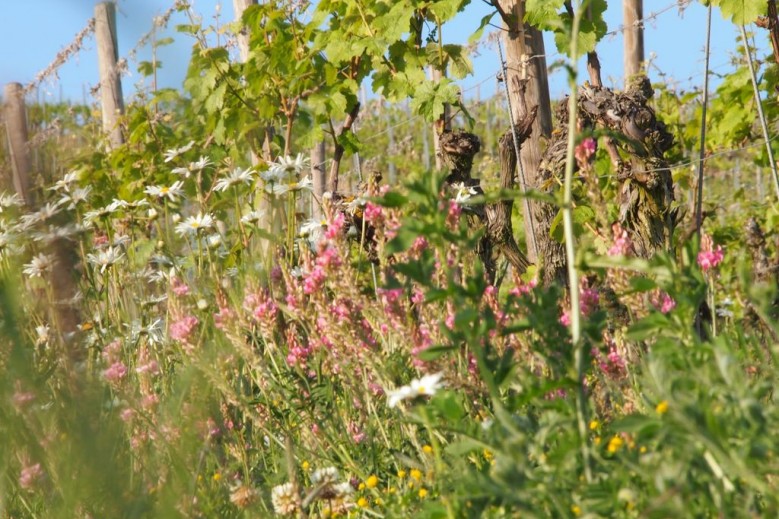 Pension Weingut Schwab