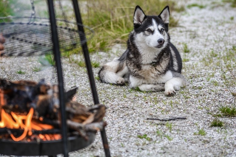 Söhredomizil Kaufunger Wald - Terrasse - Grill - WLAN - Hund - Spielpl