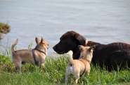 Ostsee - Darßurlaub mit Hund - Wassergrundstück  in Born am Darß Aussenansicht